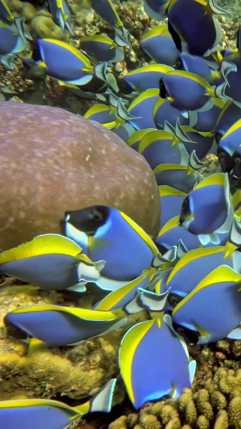 Dancing in the deep blue sea with powder blue surgeonfish in maldives Stock Footage 320386936