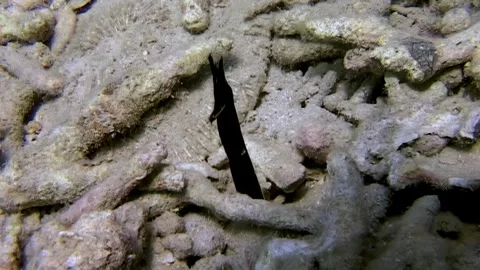 Dancing in the depths black ribbon eel in south china sea Stock Footage 314132943