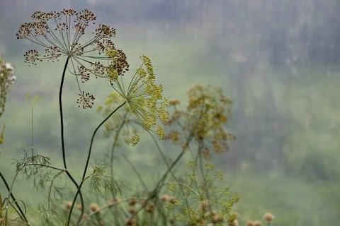Dancing dill flowers. Selective focus on dills in blurred greenhouse background. Stock Photos