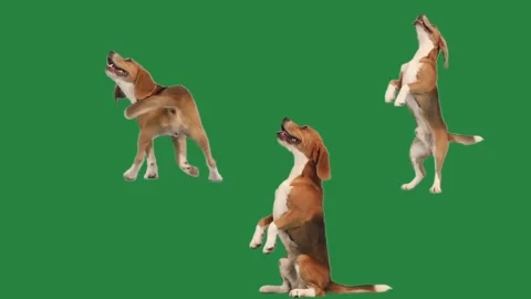 Dancing dog on green screen Stock Footage 311269268