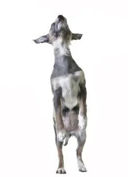 Dancing dog Stock Photos