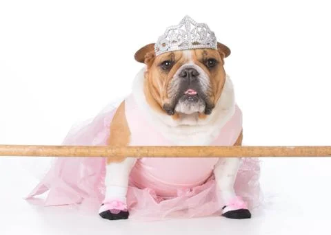 Dancing dog in tutu Stock Photos