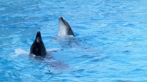 Dancing Dolpins Stockbeeldmateriaal 884861