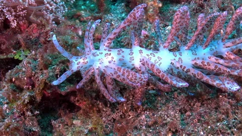 Dancing dots, a sea slug in the exotic waters of Indonesia Video stock 312100253