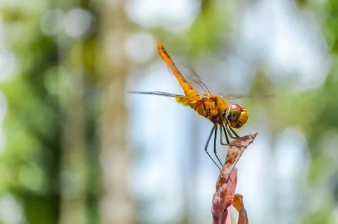 Dancing Dragonfly Stock Photos
