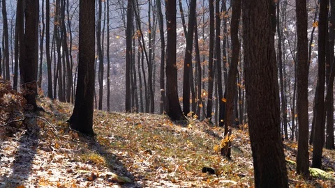 Dancing dry leaves on forest wind Stock Footage 105814769