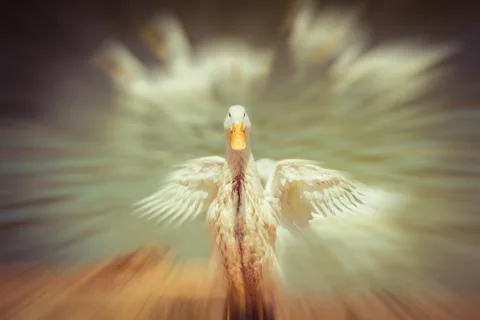 The dancing duck Stock Photos