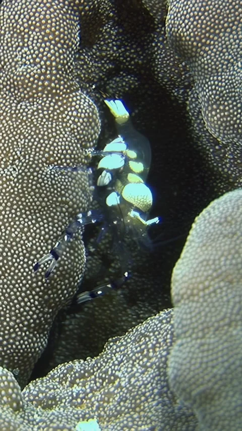 Dancing durban hinge-beak shrimp in its anemone home in Maldives Stock Footage 312995493