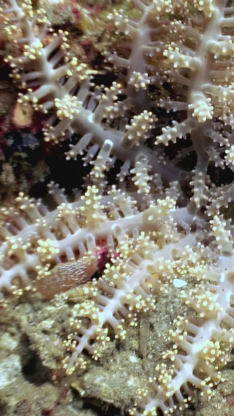 Dancing Eight-Ray Corals Sway in the Waters of the Philippines Stock Footage 321016770