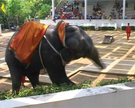 Dancing Elephant 스톡 동영상 503337