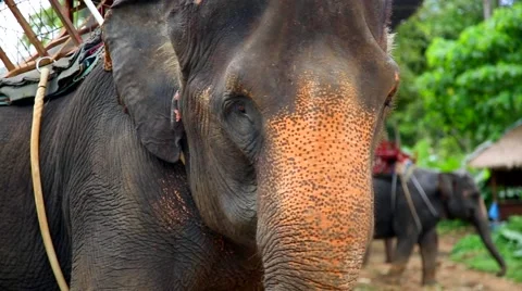 Dancing Elephant Stock Footage 45595689