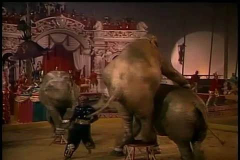 Dancing elephants performing in circus Stock Footage 11348232