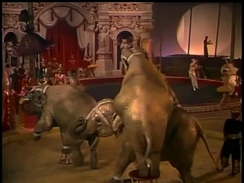Dancing elephants performing in circus Stock Footage 260248594