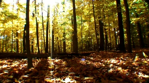 Dancing fall shadows Video stock 556896