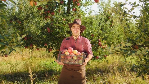 Dancing farmer whith box of apples in the apple garden Stock Footage 97570668
