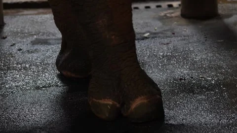 Dancing feet Stock Footage 263053322