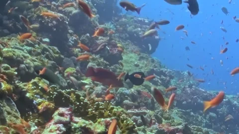 Dancing Fish Among Radiant Corals an Undersea Spectacle Stock Footage 334790762