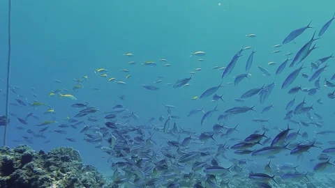 Dancing fish in the sea Stock Footage 279483383