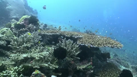 Dancing Fishes Over Table Corals in the Crystal Water of Indo-Pacific Stock-Footage 321419025