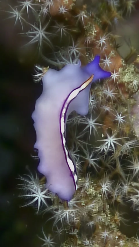 Dancing Flatworm Gliding Among Star Polyps in Anilao, Philippines Stock Footage 321274553