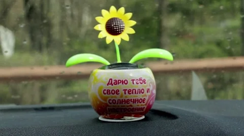 Dancing Flower Vídeos de archivo 49963232