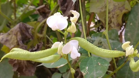 Dancing flower Stock Footage 152014134