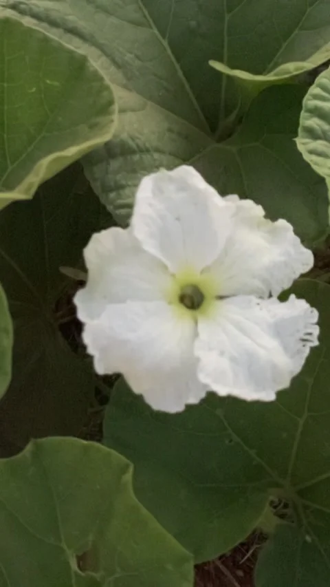 Dancing Flower Stock Footage 327557674