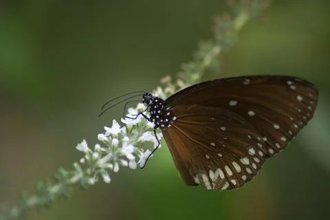 Dancing on the flower Stock Photos