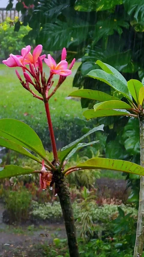 Dancing flower in the rain Video stock 233429956