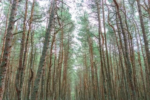 Dancing forest on the Curonian spit 写真素材