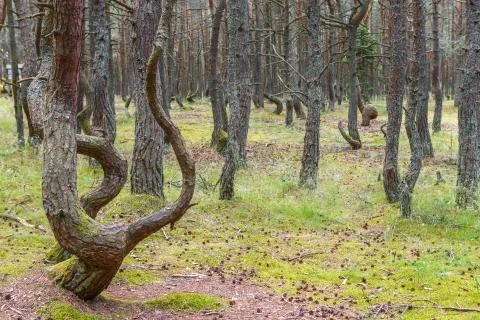 Dancing forest on the Curonian spit Stock Photos