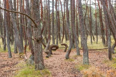 Dancing forest on the Curonian spit Stock Photos