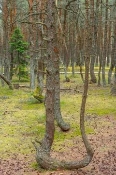Dancing forest on the Curonian spit Stock Photos
