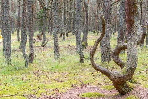 Dancing forest on the Curonian spit Stock Photos