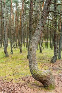 Dancing forest on the Curonian spit Stock Photos