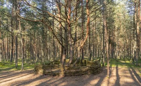 Dancing forest on the Curonian Spit Stock Photos
