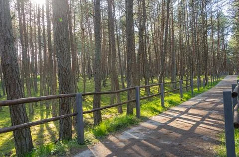 Dancing forest on the Curonian Spit Foto stock