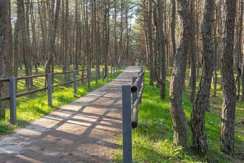 Dancing forest on the Curonian Spit Stock Photos