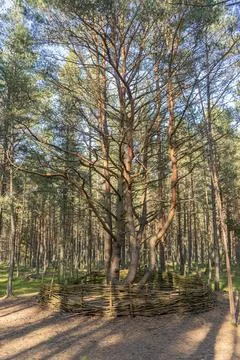Dancing forest on the Curonian Spit Stock Photos