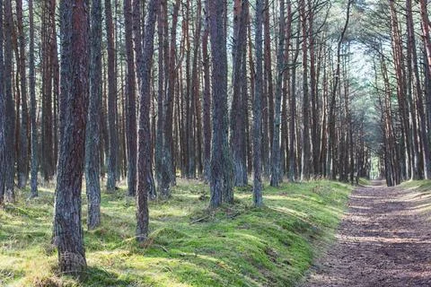 Dancing forest, Curonian spit, Pine twisted trees forest, Kurshskaya Kosa Nat Stock Photos