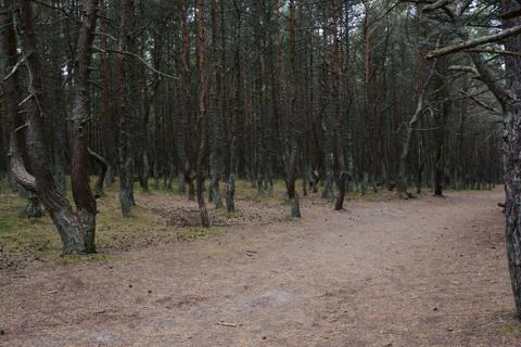 The Dancing Forest 写真素材