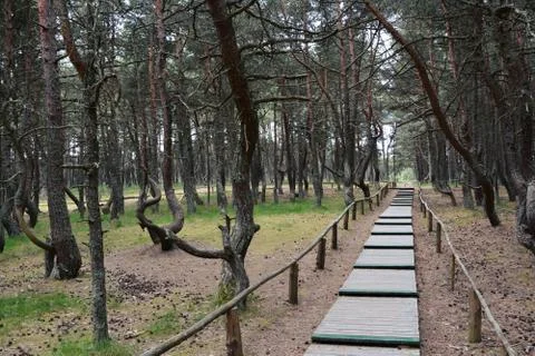 The Dancing Forest 写真素材