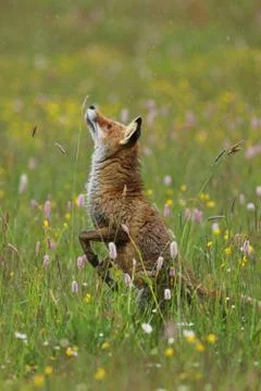 Dancing fox. Red fox, Vulpes vulpes, standing on hind legs and sniffing Stock Photos