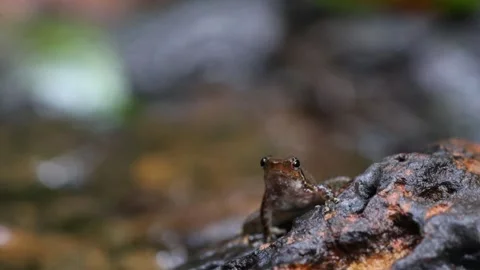 Dancing frog calling 库存影片 311731998