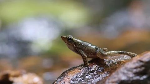 Dancing frog calling1 库存影片 311732053