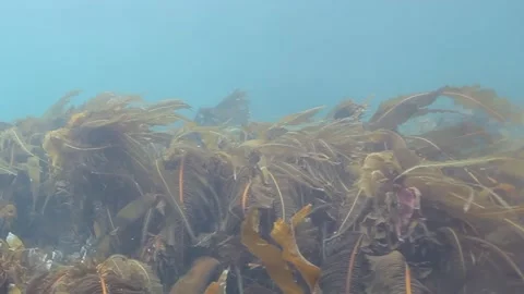 Dancing Fronds of Kelp Forest Ripple in Ocean Depths at Monterey Bay Stock Footage 340594481