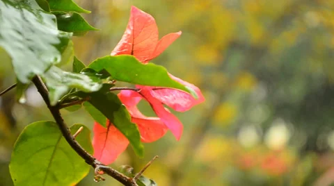 Dancing garden flower after rain. Stock-Footage 38892222