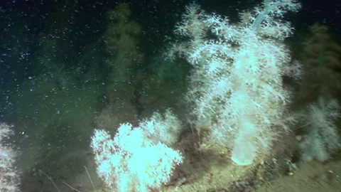 Dancing Gardens of Soft Coral Forests on the Ocean Floor Stock Footage 327015964