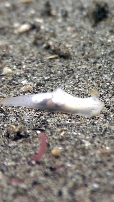 Dancing Ghost Flatworm Navigates Sandy Substrate in Lembeh Strait, Indonesia 库存影片 326367673