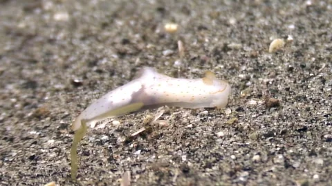 Dancing Ghost Nudibranch Gracefully Moving on the Ocean Floor Stock Footage 324178301
